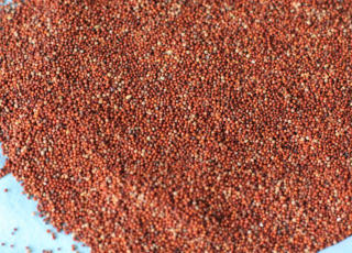 Eleusine coracana/Finger millet