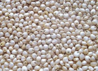 Sorghum/ White Jowar